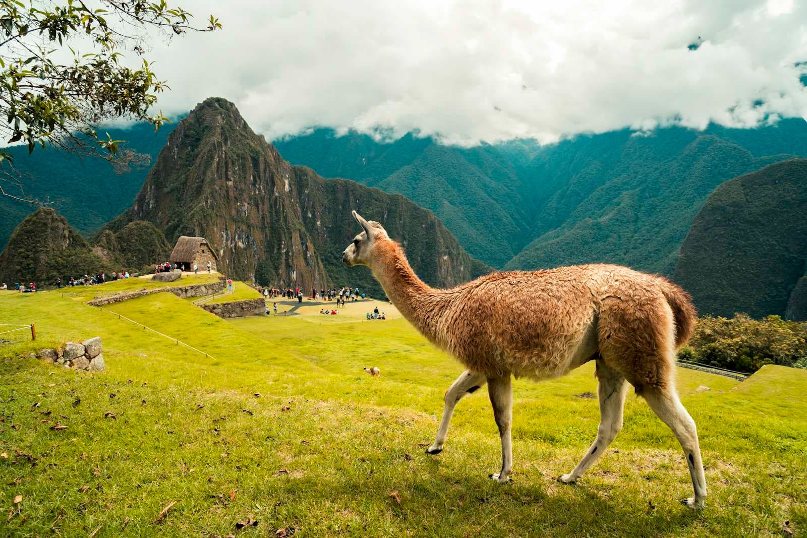Optimizing Prompts from Llama 3.1 70B to 8B